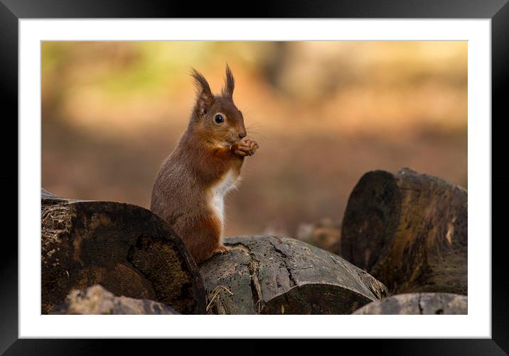 Red Squirrel Framed Mounted Print by Debbie Metcalfe