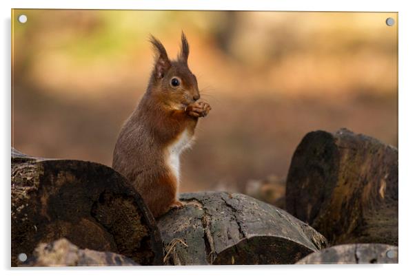 Red Squirrel Acrylic by Debbie Metcalfe