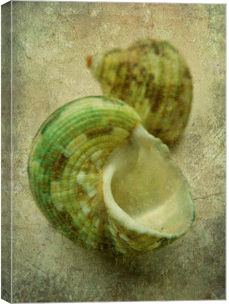 2 green seashells Canvas Print by Heather Newton