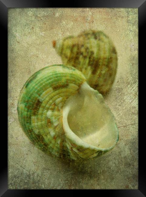 2 green seashells Framed Print by Heather Newton