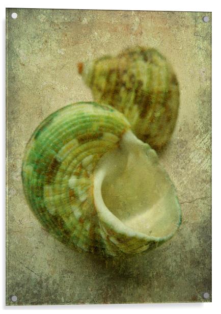 2 green seashells Acrylic by Heather Newton