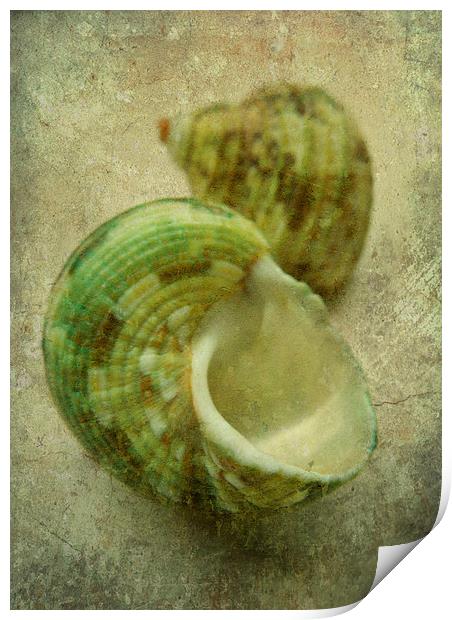 2 green seashells Print by Heather Newton