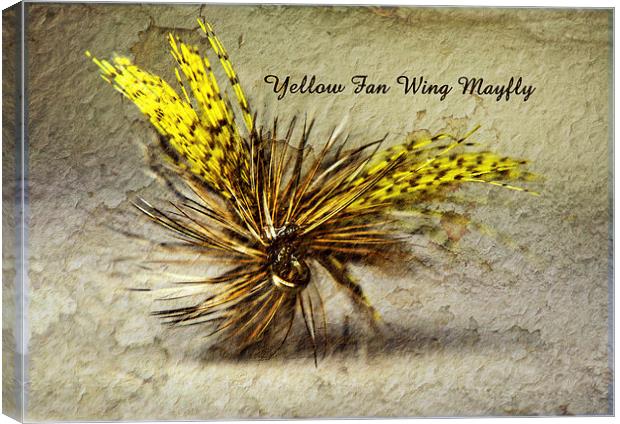 Yellow Fan Wing Mayfly Canvas Print by Doug McRae