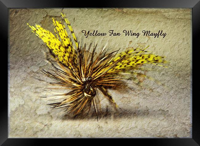 Yellow Fan Wing Mayfly Framed Print by Doug McRae