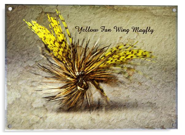 Yellow Fan Wing Mayfly Acrylic by Doug McRae