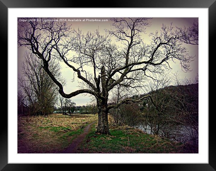 Moody tree by the River Framed Mounted Print by Bill Lighterness