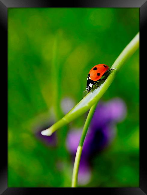 Ladybird. Framed Print by Mark  F Banks