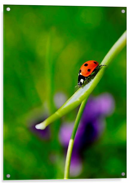 Ladybird. Acrylic by Mark  F Banks