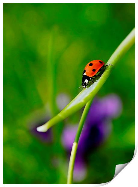 Ladybird. Print by Mark  F Banks