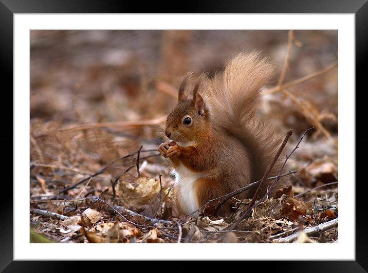 Tufty Reds Framed Mounted Print by Debbie Metcalfe