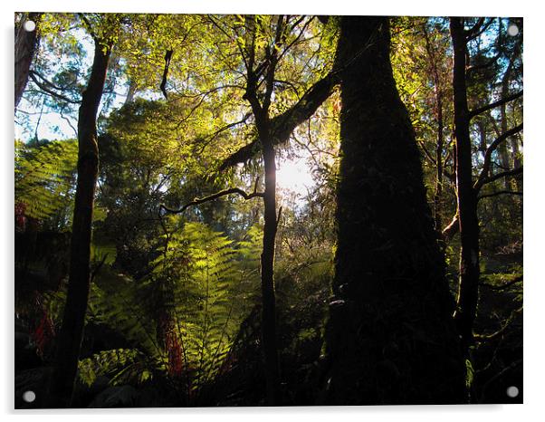 Great Ottway Rainforest Acrylic by Luke Newman