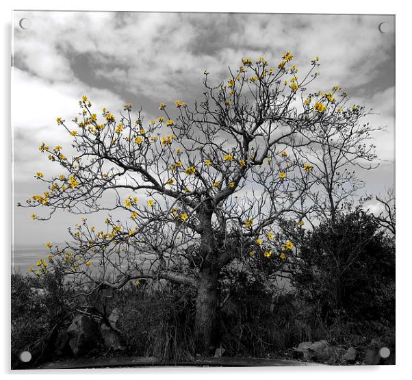 Magnetic Tree Life Acrylic by Luke Newman