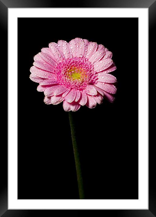 pink Framed Mounted Print by Eddie Howland