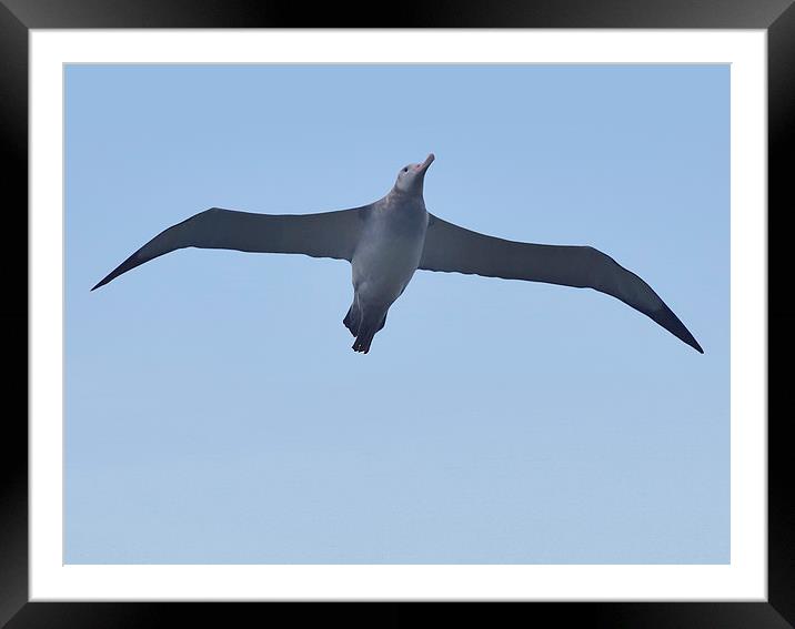 Wandering Albatross, Prion Island, SGeorgia Framed Mounted Print by Geoffrey Higges
