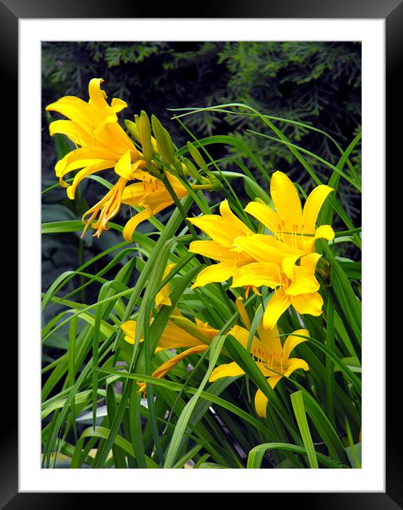 Yellow Lilies Framed Mounted Print by Erzsebet Bak