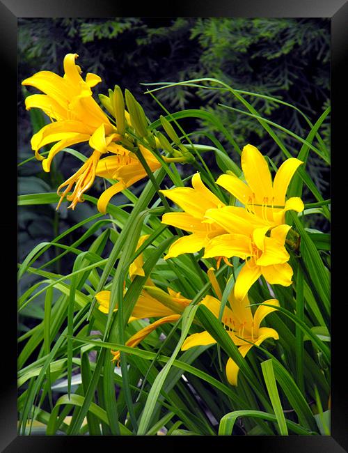 Yellow Lilies Framed Print by Erzsebet Bak