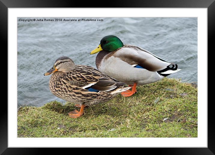 Couple of Mallard Ducks Framed Mounted Print by Juha Remes