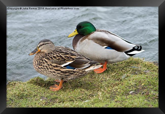 Couple of Mallard Ducks Framed Print by Juha Remes
