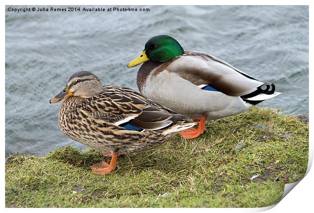 Couple of Mallard Ducks Print by Juha Remes