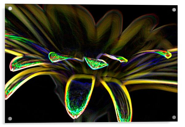 Gerbera Glow 2 Acrylic by Steve Purnell