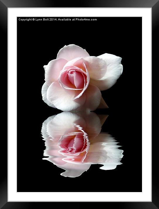 Reflections of a Rose Framed Mounted Print by Lynn Bolt