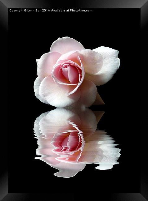 Reflections of a Rose Framed Print by Lynn Bolt