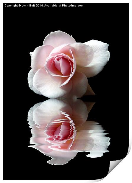 Reflections of a Rose Print by Lynn Bolt