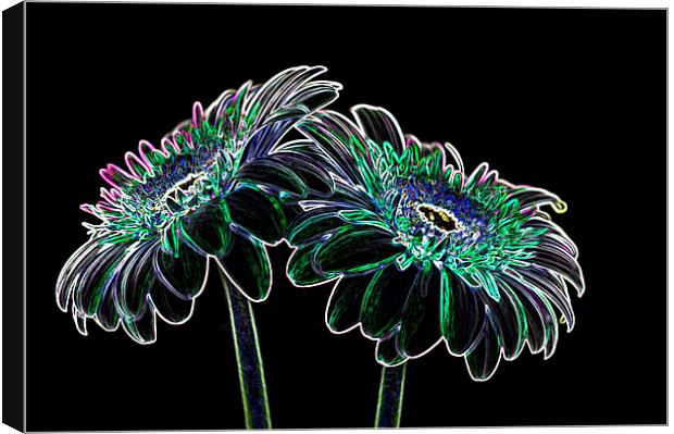 Gerbera Glow 3 Canvas Print by Steve Purnell