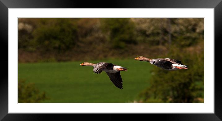 Wild Geese Framed Mounted Print by Geoff Storey