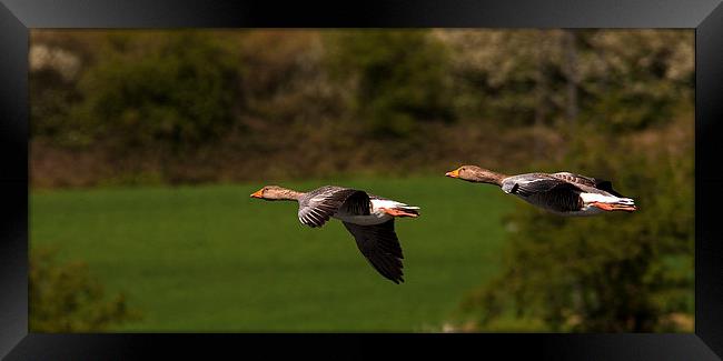 Wild Geese Framed Print by Geoff Storey