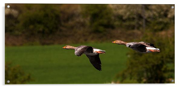 Wild Geese Acrylic by Geoff Storey