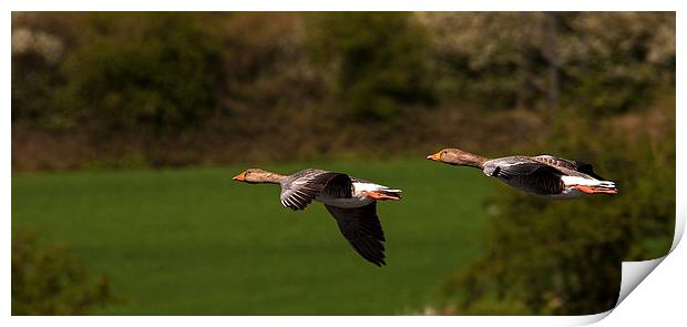 Wild Geese Print by Geoff Storey