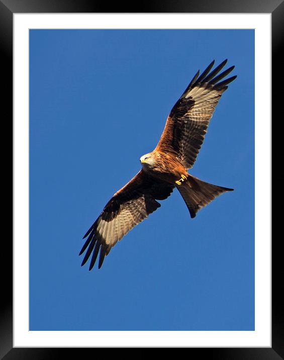 Red Kite over Berkshire Framed Mounted Print by Geoff Storey