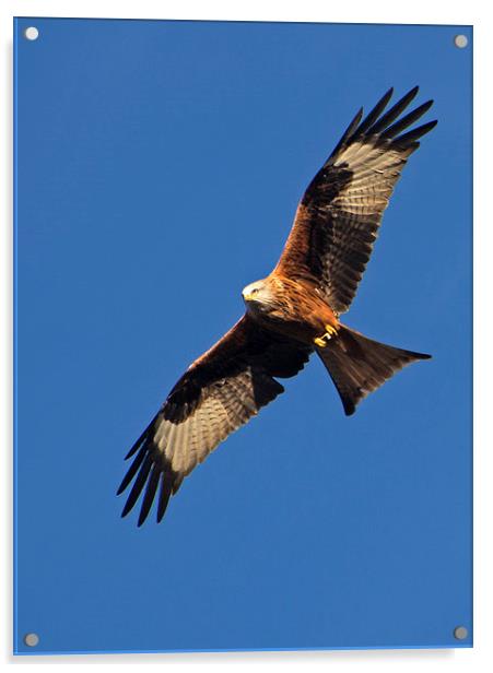 Red Kite over Berkshire Acrylic by Geoff Storey