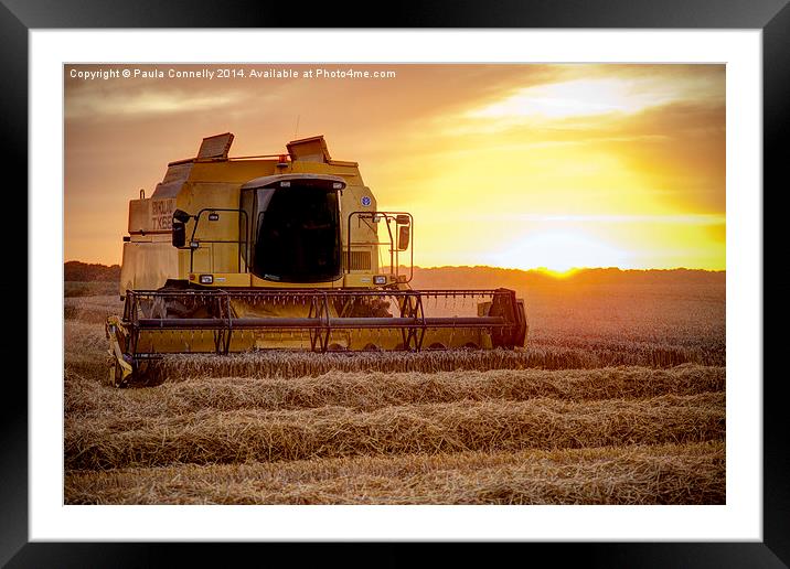 Harvesting at sunset Framed Mounted Print by Paula Connelly
