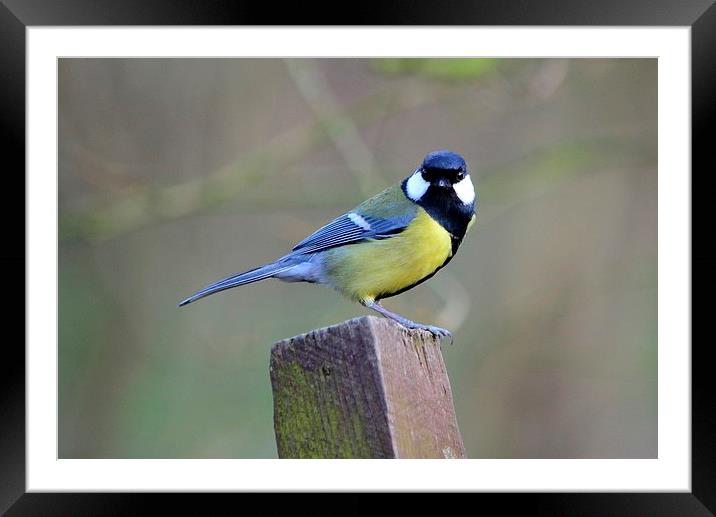 Great Tit Framed Mounted Print by Jason Moss