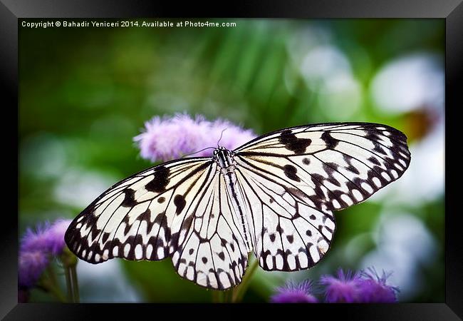 Wings Framed Print by Bahadir Yeniceri