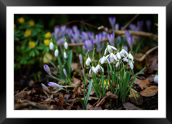 Spring has sprung in Norfolk Framed Mounted Print by matthew  mallett