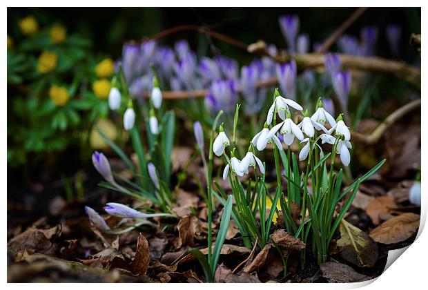 Spring has sprung in Norfolk Print by matthew  mallett