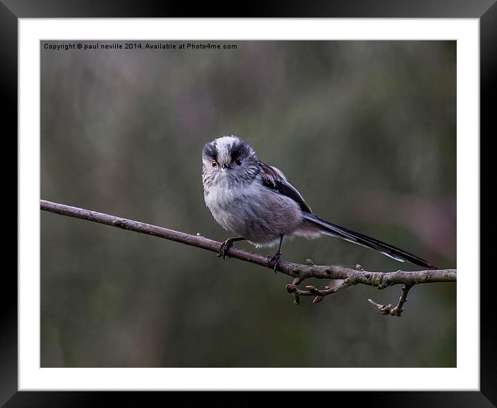 long tailed tit Framed Mounted Print by paul neville