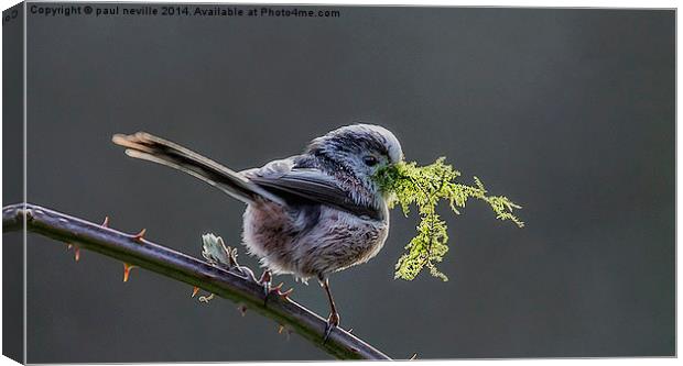 Long tailed Tit Canvas Print by paul neville