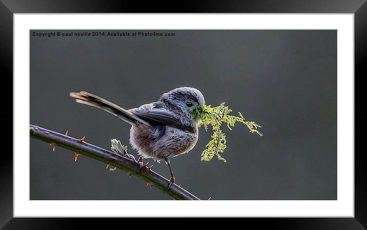 Long tailed Tit Framed Mounted Print by paul neville