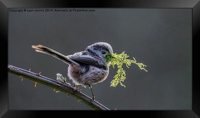 Long tailed Tit Framed Print by paul neville