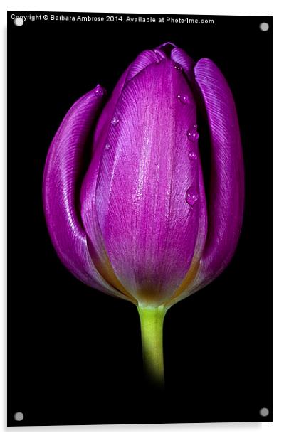 Tulip Acrylic by Barbara Ambrose