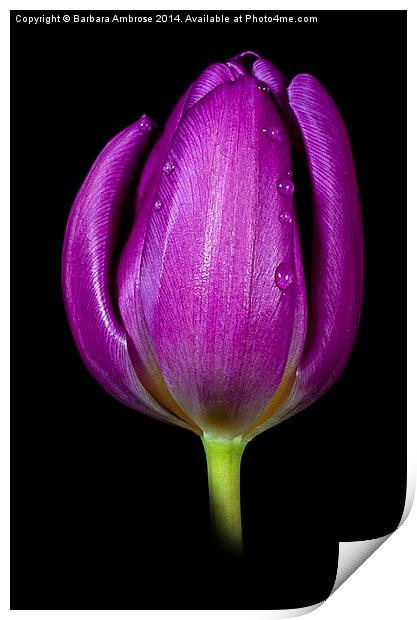 Tulip Print by Barbara Ambrose