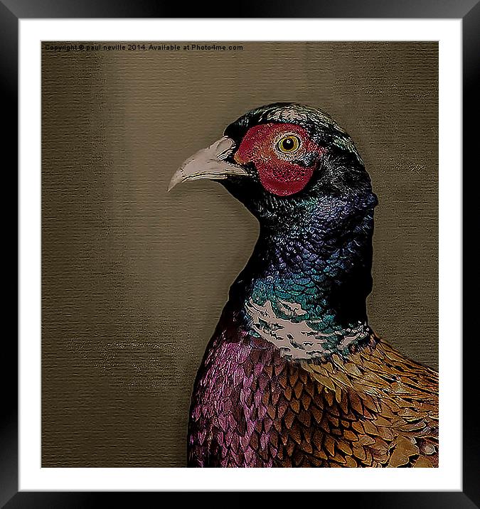 pheasant portrait Framed Mounted Print by paul neville