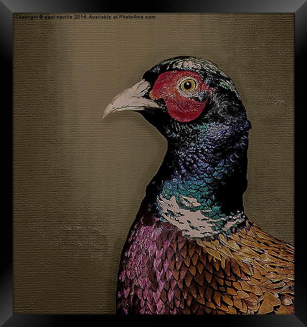 pheasant portrait Framed Print by paul neville