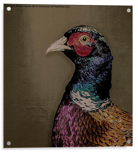 pheasant portrait Acrylic by paul neville