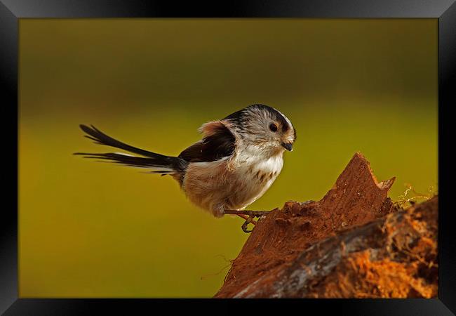 Long-Tailed tit Framed Print by william peplow