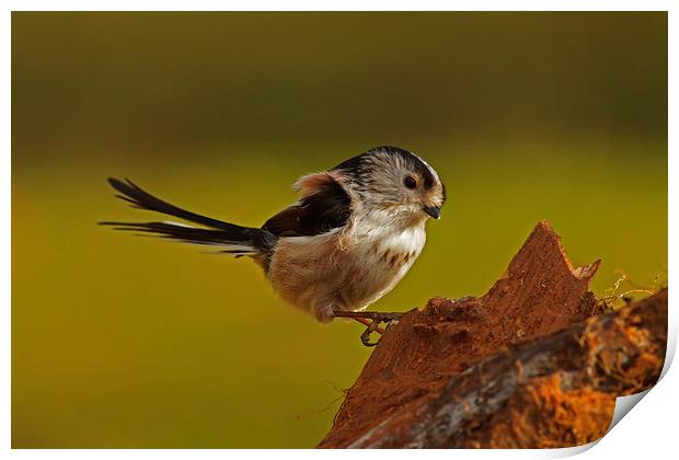 Long-Tailed tit Print by william peplow